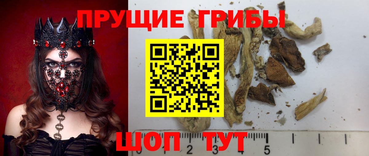 Галлюциногенные грибы мухоморы Волжский